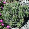 Echinocereus_triglochidiatu